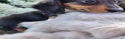 Miniature Dachshund dogs for sale: Pearl - Ad 11