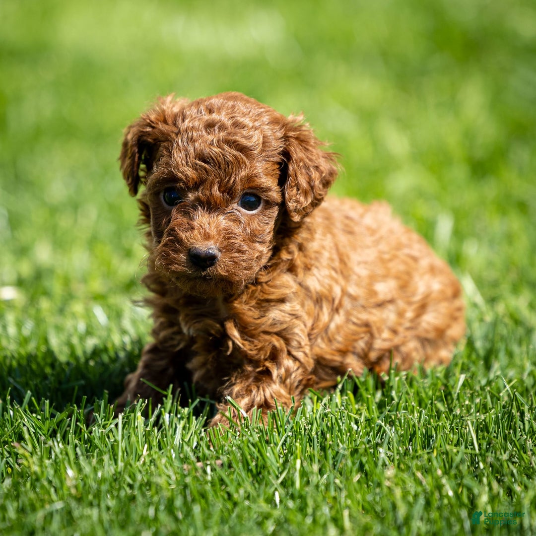 Toy Poodle dogs for sale: Ruby Belle - Ad 11