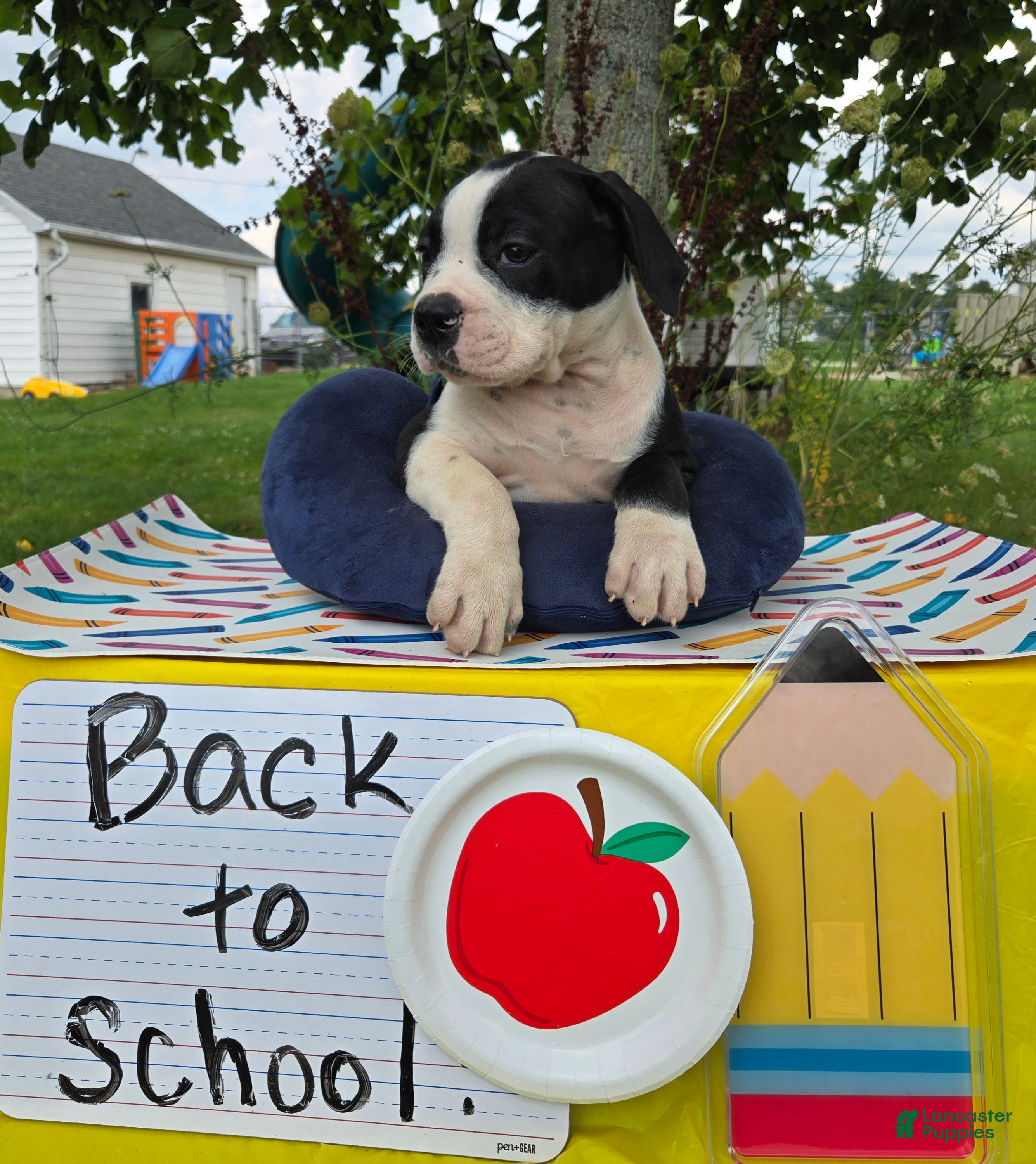 Olde English Bulldogge dogs Margaret - Ad 1