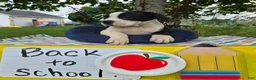 Olde English Bulldogge dogs for sale: Margaret - Ad 1
