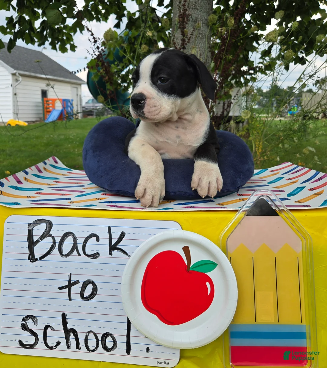 Olde English Bulldogge dogs for sale: Margaret - Ad 1