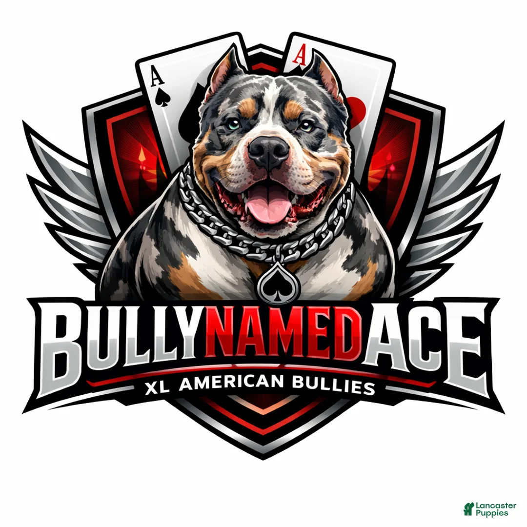 American Bully dogs for stud: Bully named ace  - Ad 4