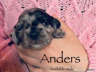 Cocker Spaniel dogs Anders - Ad 40