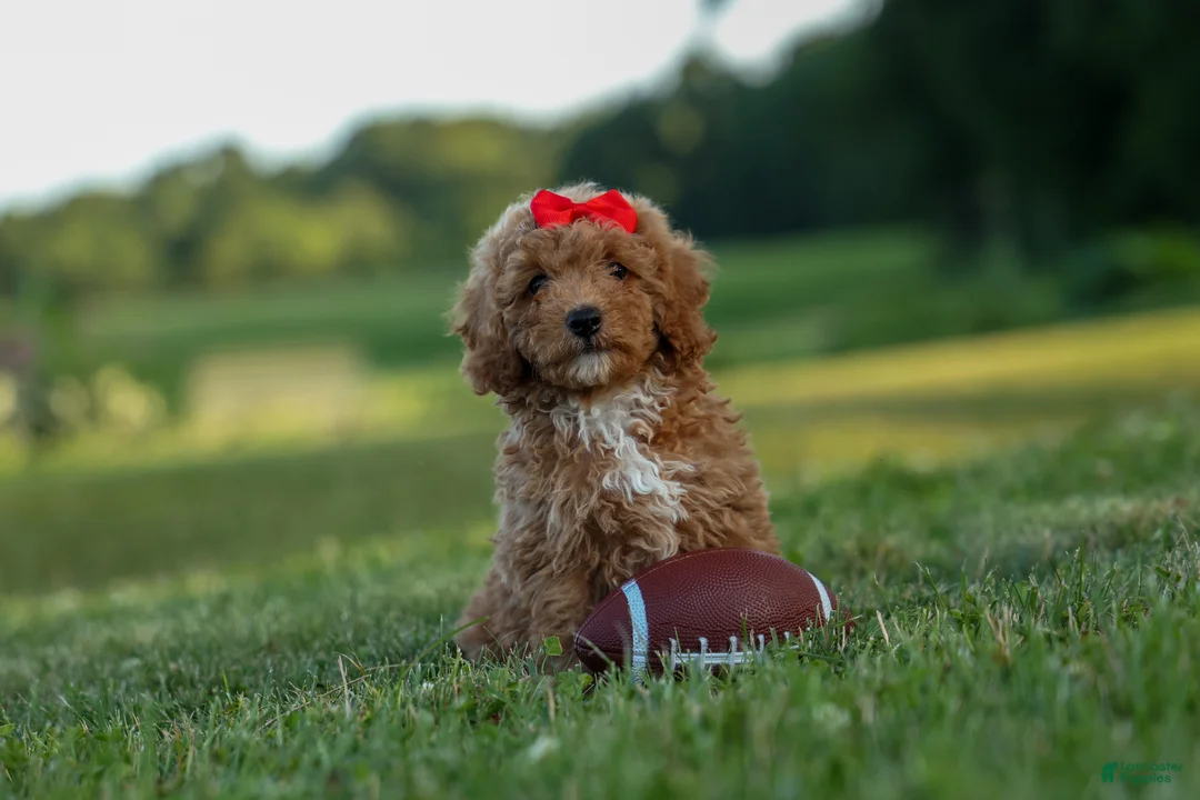 Miniature Poodle dogs for sale: Tyson 💙✨ - Ad 1