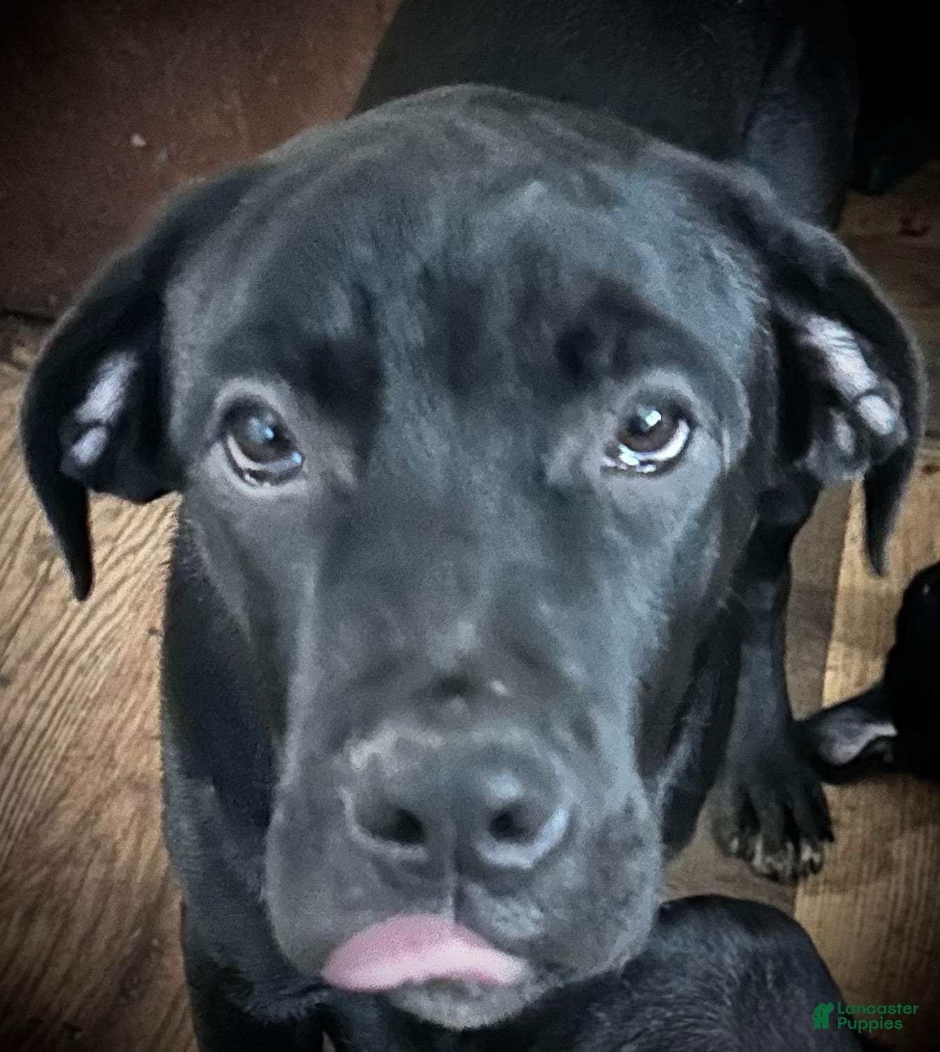 Mixed Breed dogs Cane Corso-Rottweiler - Ad 39