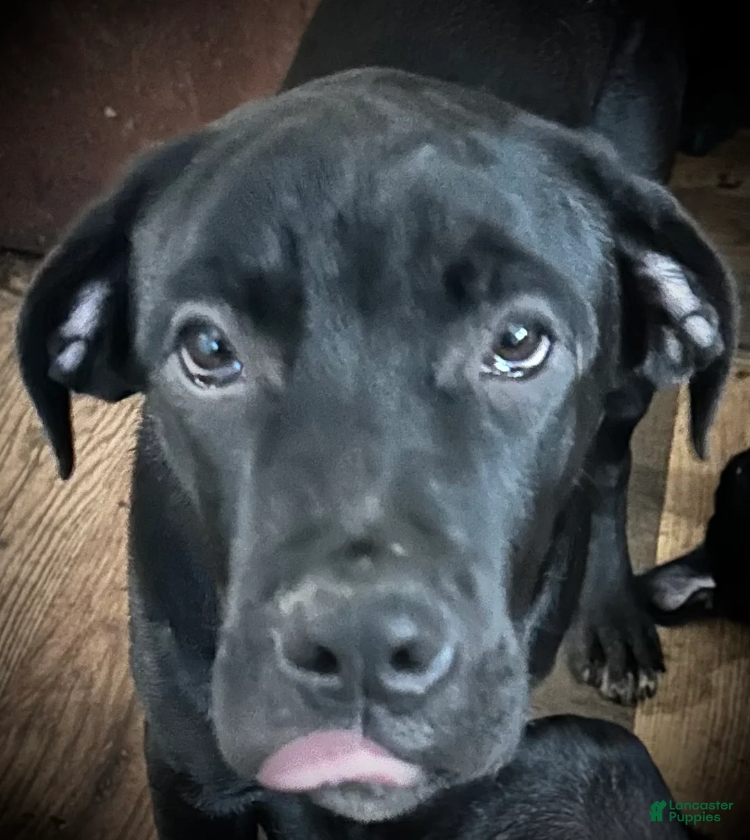 Mixed Breed dogs for sale: Cane Corso-Rottweiler - Ad 10