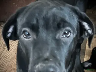 Mixed Breed dogs Cane Corso-Rottweiler - Ad 39