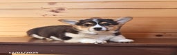 Welsh Corgi Pembroke dogs for sale: Scout - Ad 3
