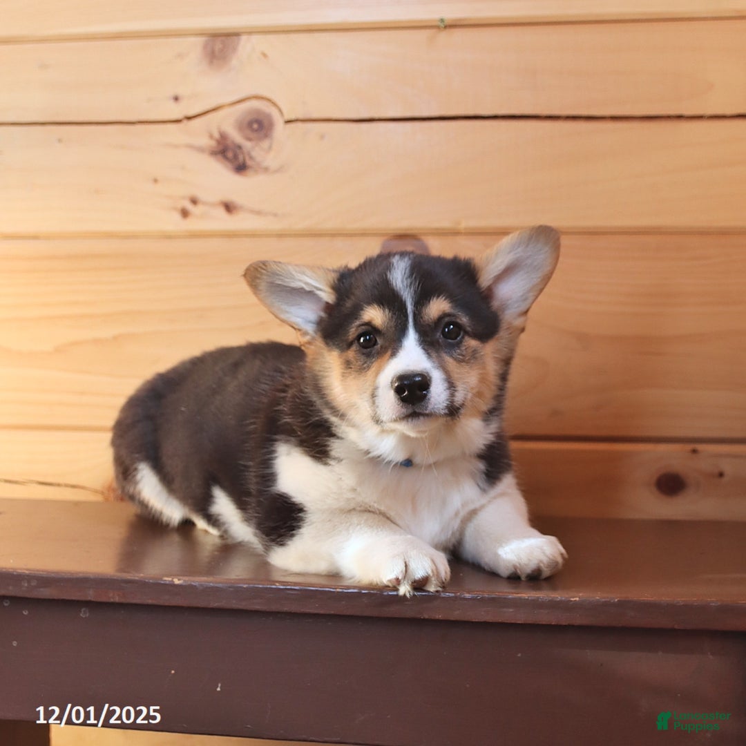 Welsh Corgi Pembroke dogs for sale: Scout - Ad 3