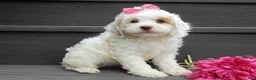 Cockapoo dogs for sale: Summer - Ad 7