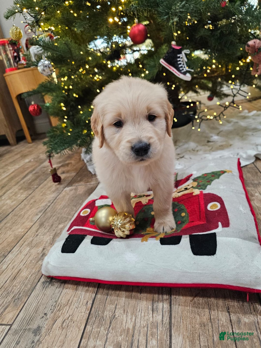 Golden Retriever dogs for sale: Golden Retriever Puppy 4 - Ad 57