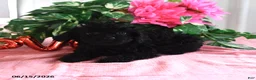 Miniature Poodle dogs for sale: Alice - Ad 2
