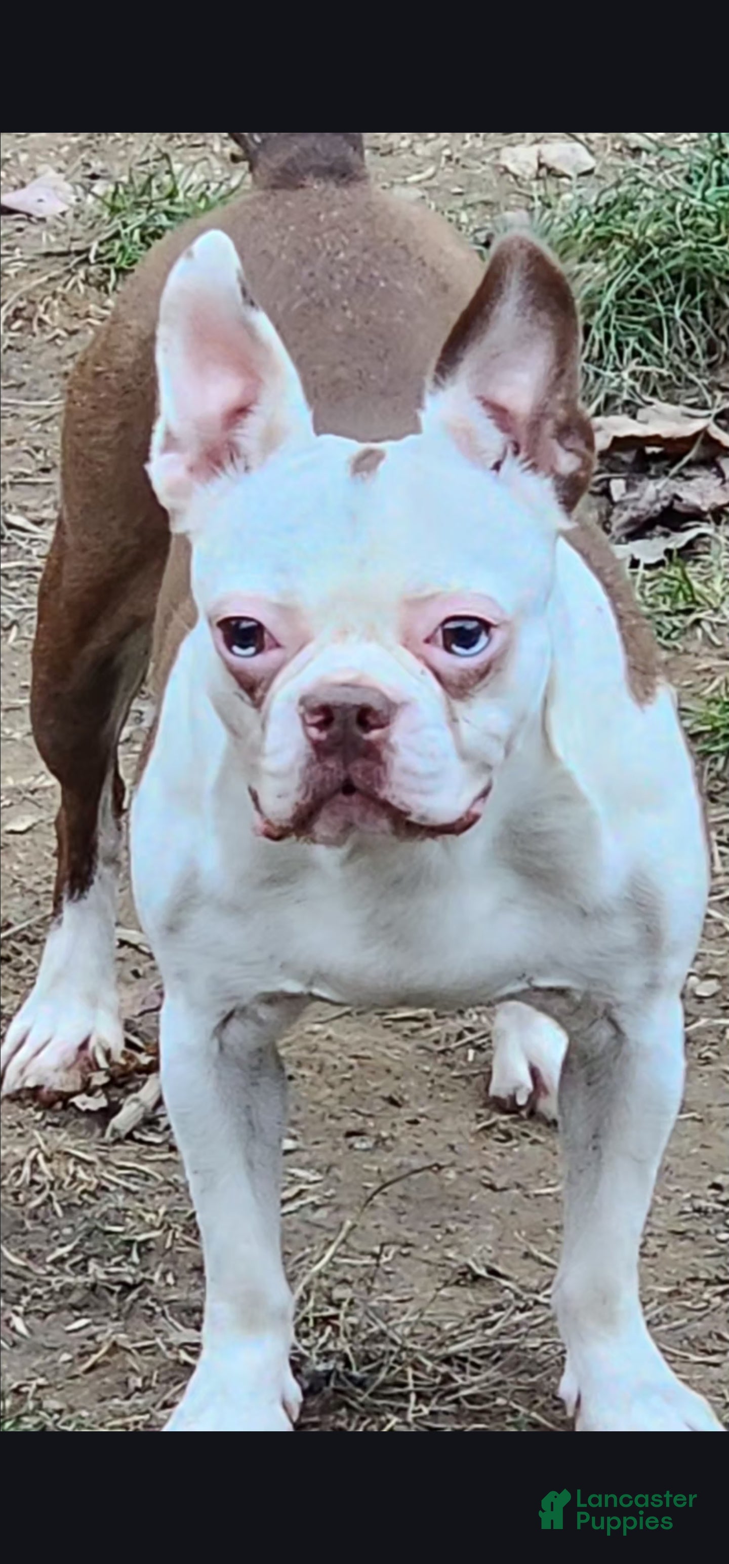 PineRidge's PRUDENCE of the Pack