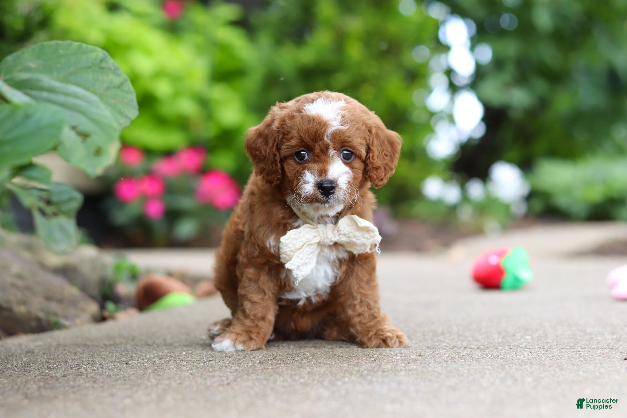 Cavapoo dogs Pumpkin - Ad 2