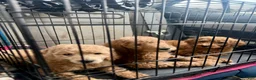 Standard Poodle dogs for sale: Green - Ad 3