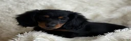 Miniature Dachshund dogs for sale: Troy - Ad 10