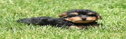 Yorkiepoo dogs for sale: Ricky - Ad 8