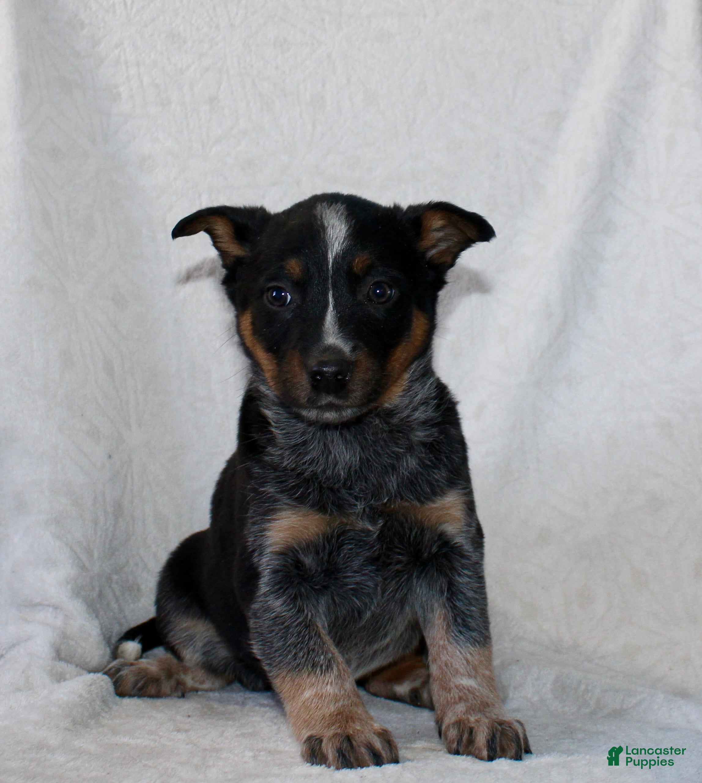 Australian Cattle Dog dogs Lady - Ad 2