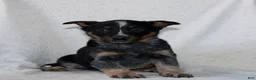 Australian Cattle Dog dogs for sale: Lady - Ad 2