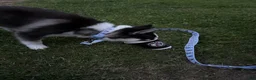 Pomsky dogs for sale: Ozzy - Ad 5