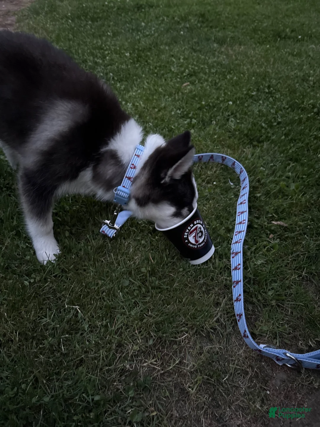 Pomsky dogs for sale: Ozzy - Ad 5