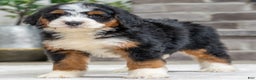 Bernese Mountain Dog dogs for sale: Tori - Ad 2