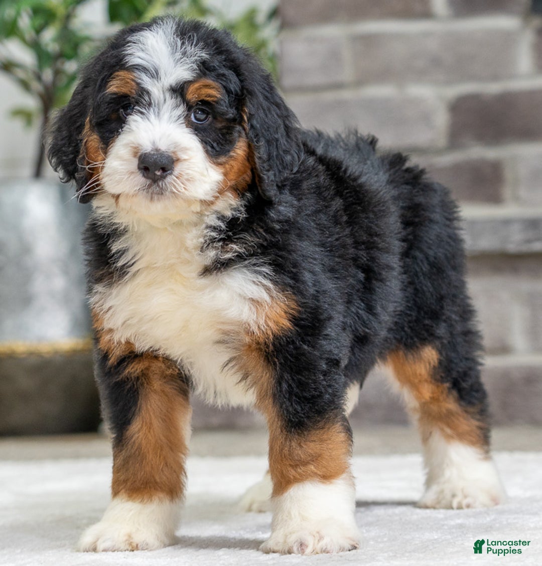 Bernese Mountain Dog dogs for sale: Tori - Ad 2