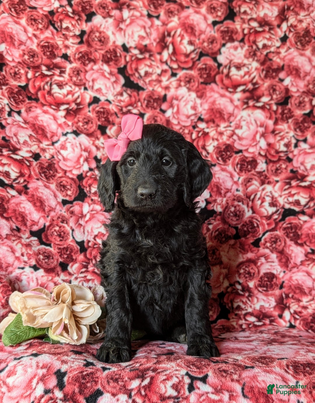 Goldendoodle dogs for sale: Felicia Standard size Hypoallergenic - Ad 2