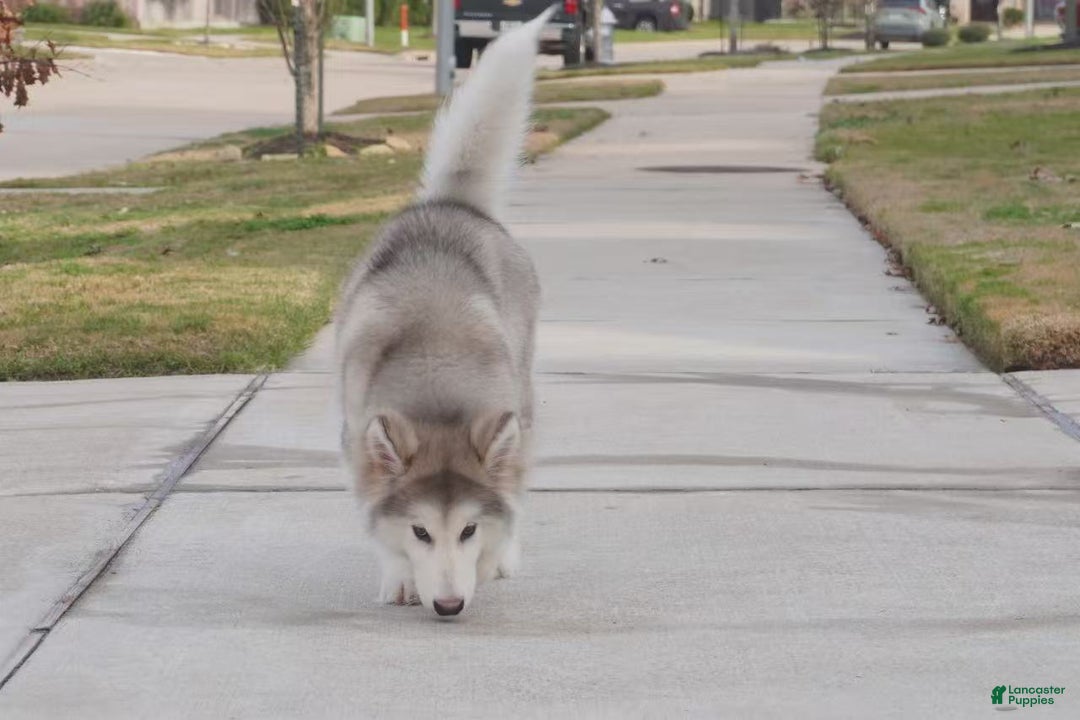 Alaskan Malamute dogs for sale: Xiao Lv - Ad 24