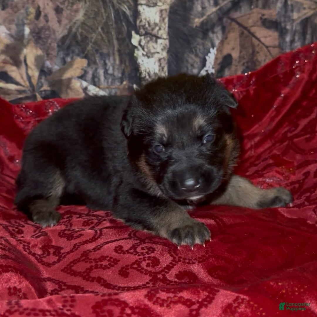 German Shepherd dogs for sale: SIMON - Ad 7