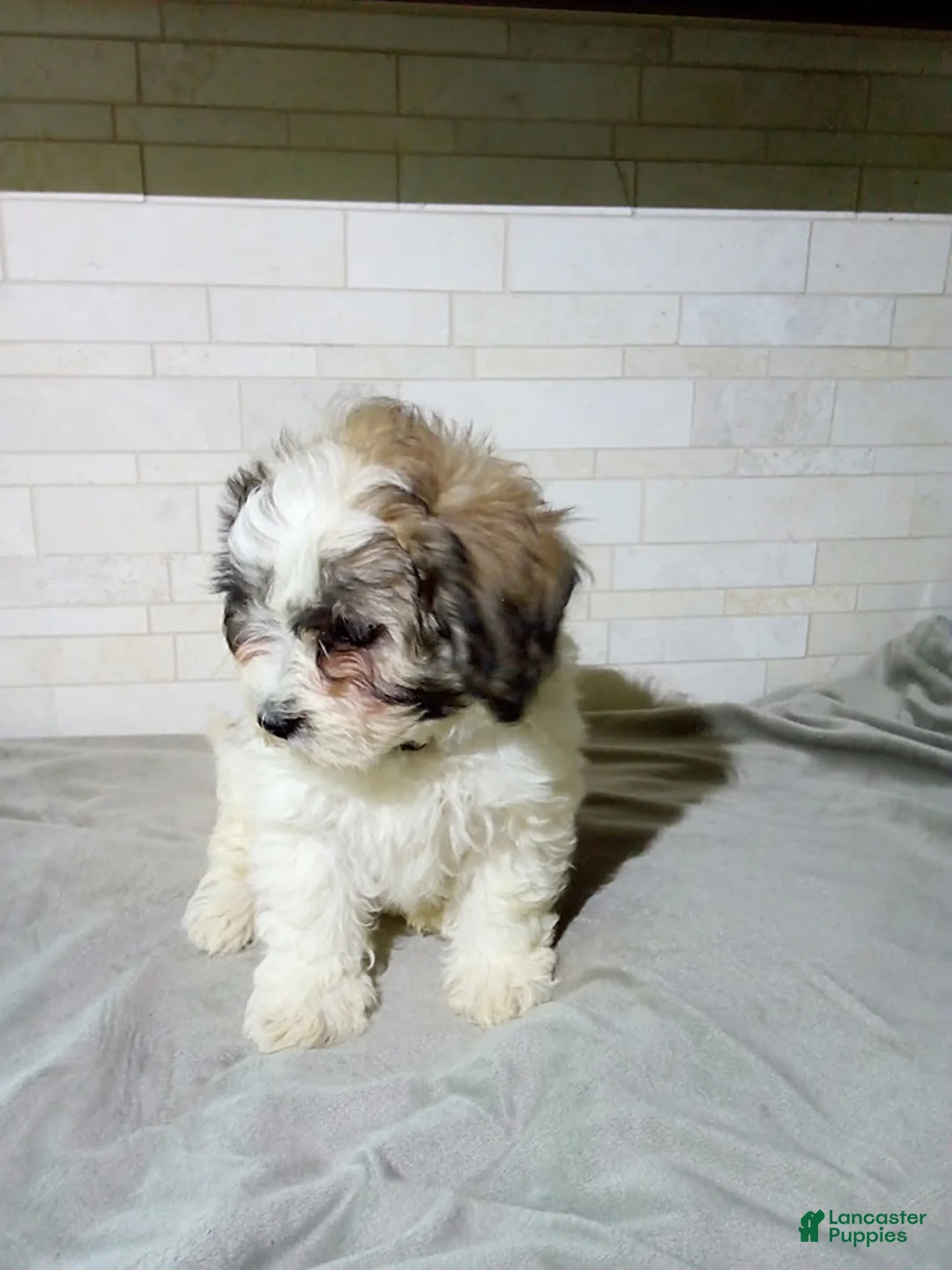 Maltipoo dogs for sale: Gordon - Ad 3