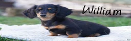 Dachshund dogs for sale: William  - Ad 3