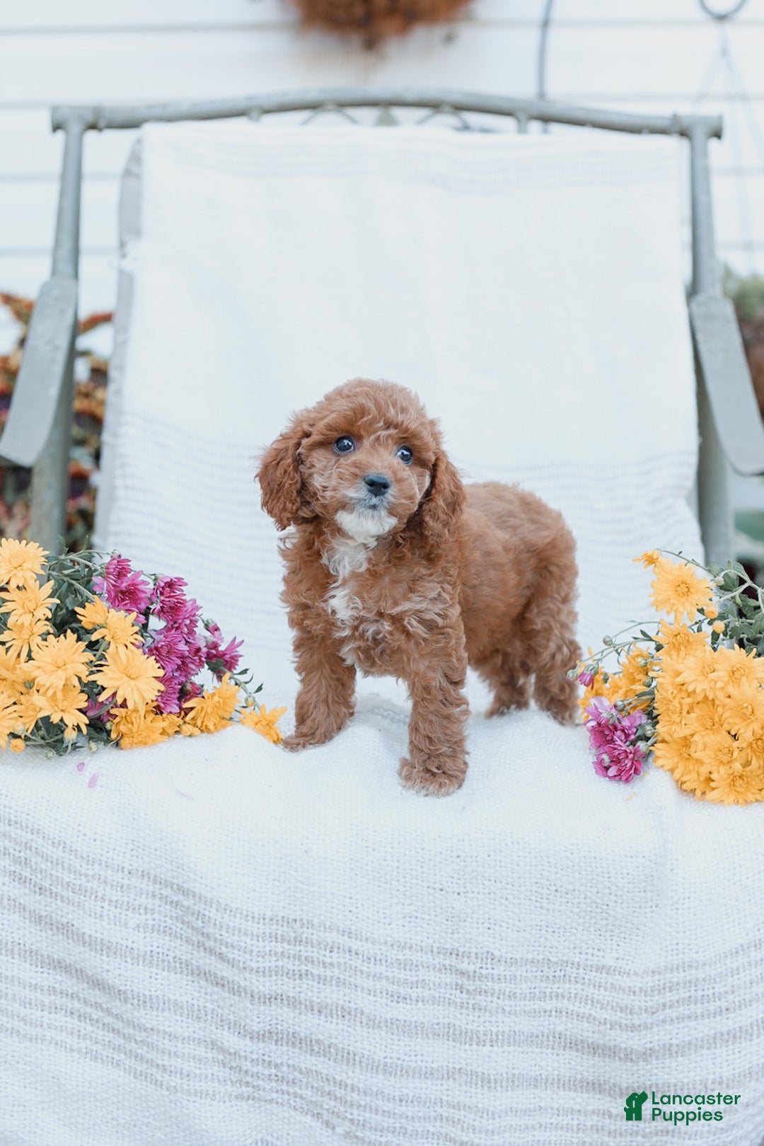 Cockapoo dogs for sale: Curtis - Ad 7