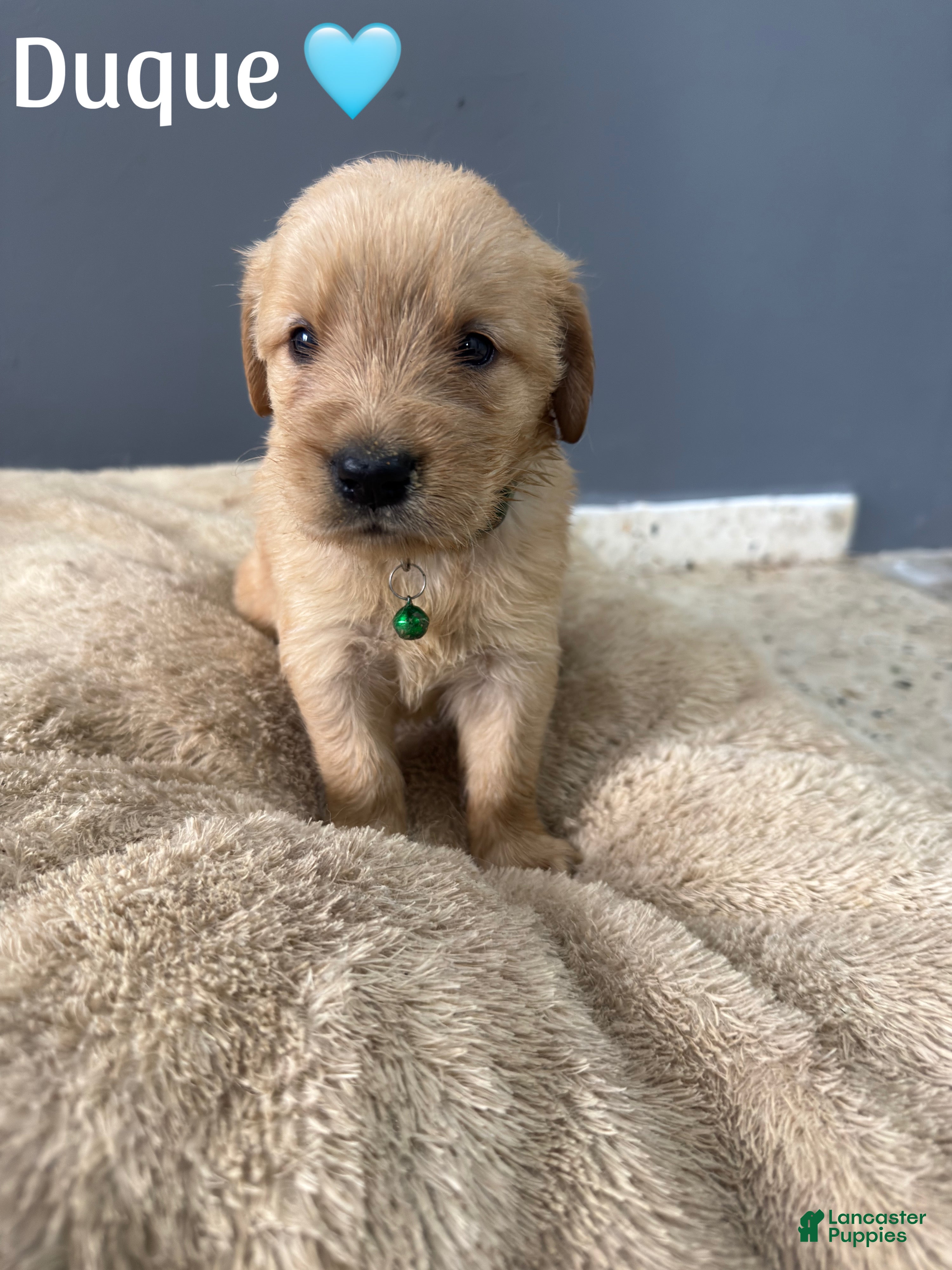 Golden Retriever dogs Duque 🩵 - Ad 23