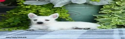 West Highland Terrier dogs for sale: Anson - Ad 2