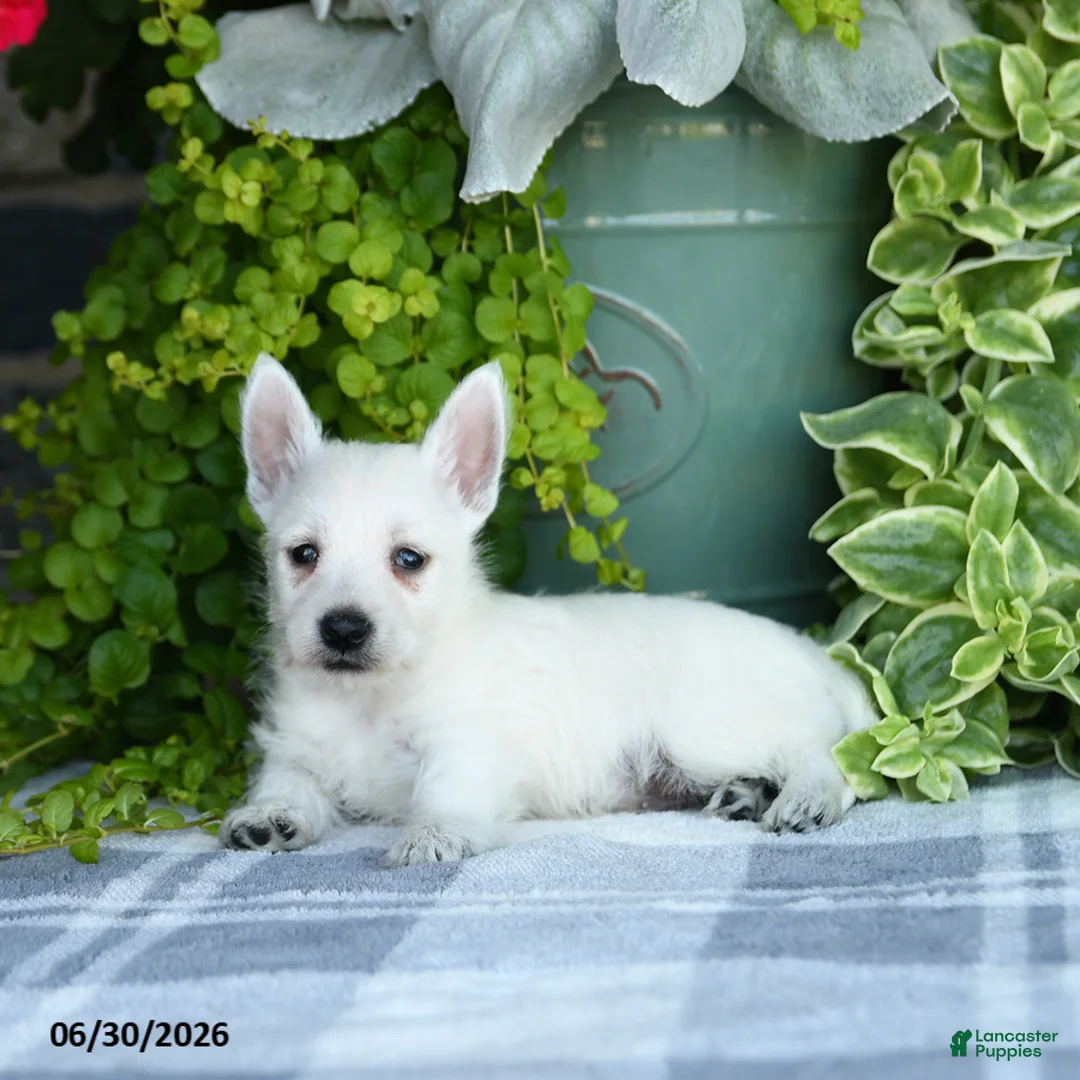 West Highland Terrier dogs for sale: Anson - Ad 2