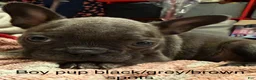 Mixed Breed dogs for sale: Mixed Breed Puppy 2 - Ad 1