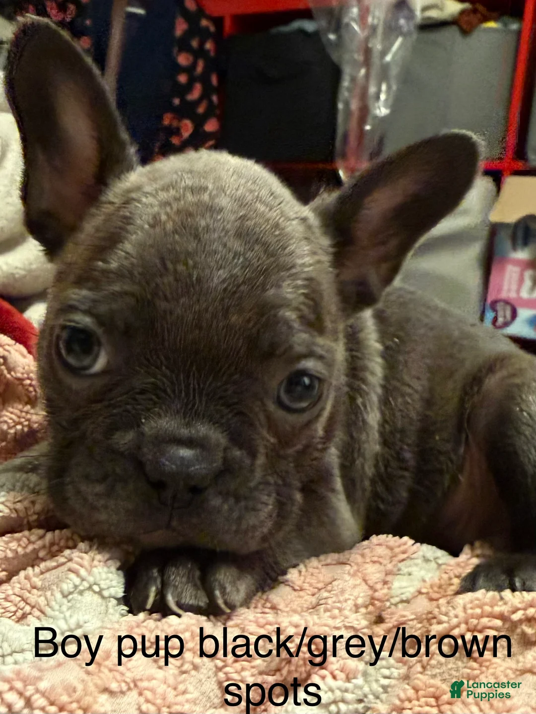 Mixed Breed dogs for sale: Mixed Breed Puppy 2 - Ad 1