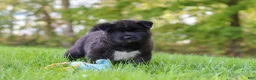 Akita dogs for sale: Bear - Ad 5