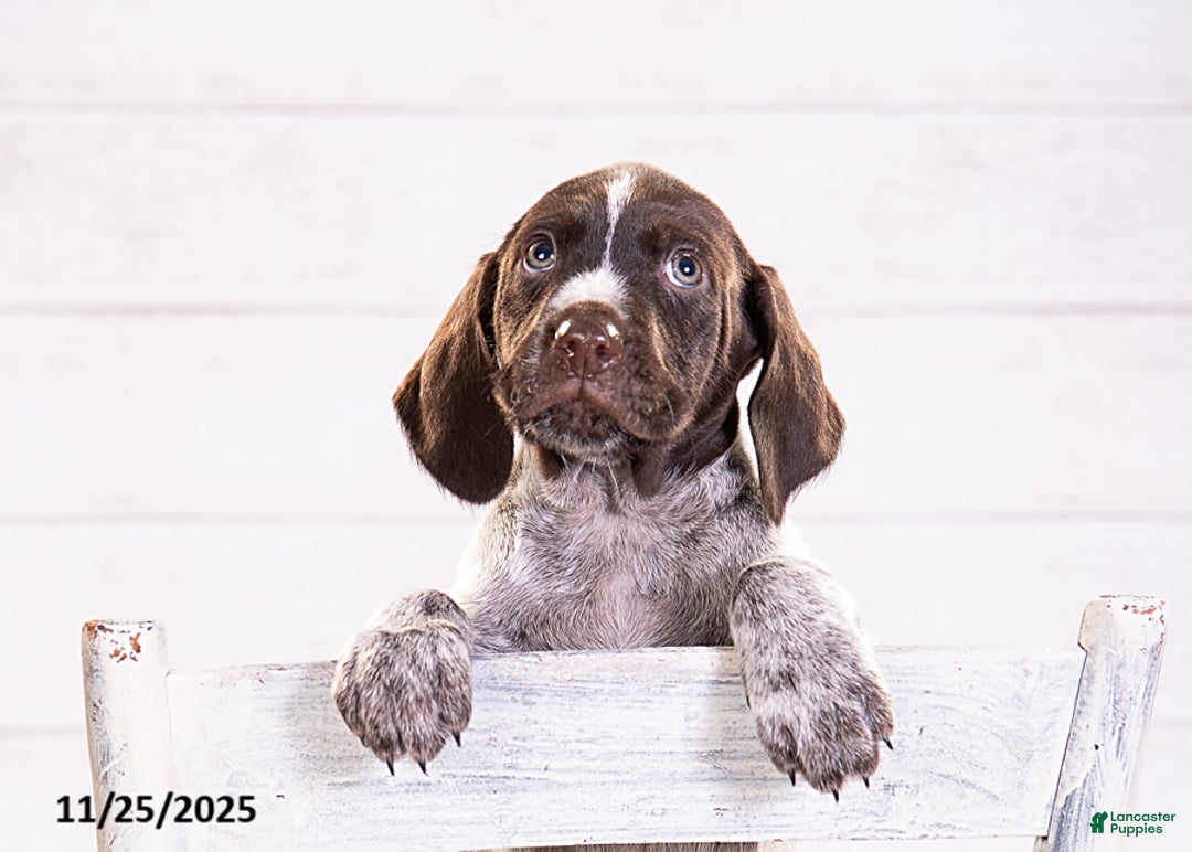 Mixed Breed dogs for sale: Reese - Ad 4