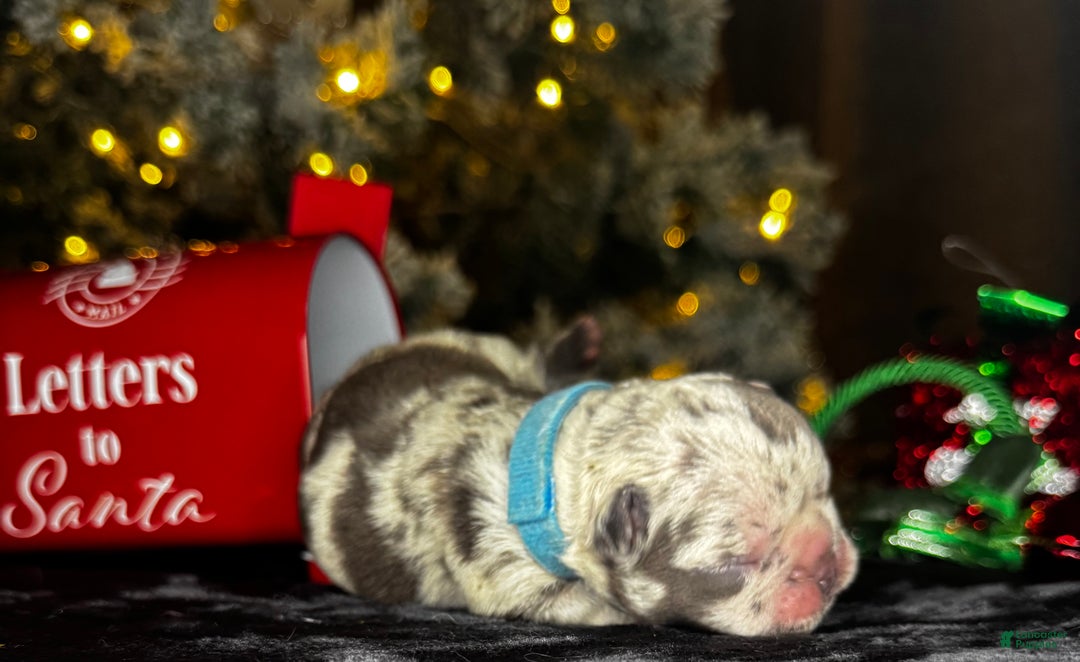 French Bulldog dogs for sale: CUPID - Ad 7