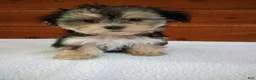 Morkie dogs for sale: Penny - Ad 3