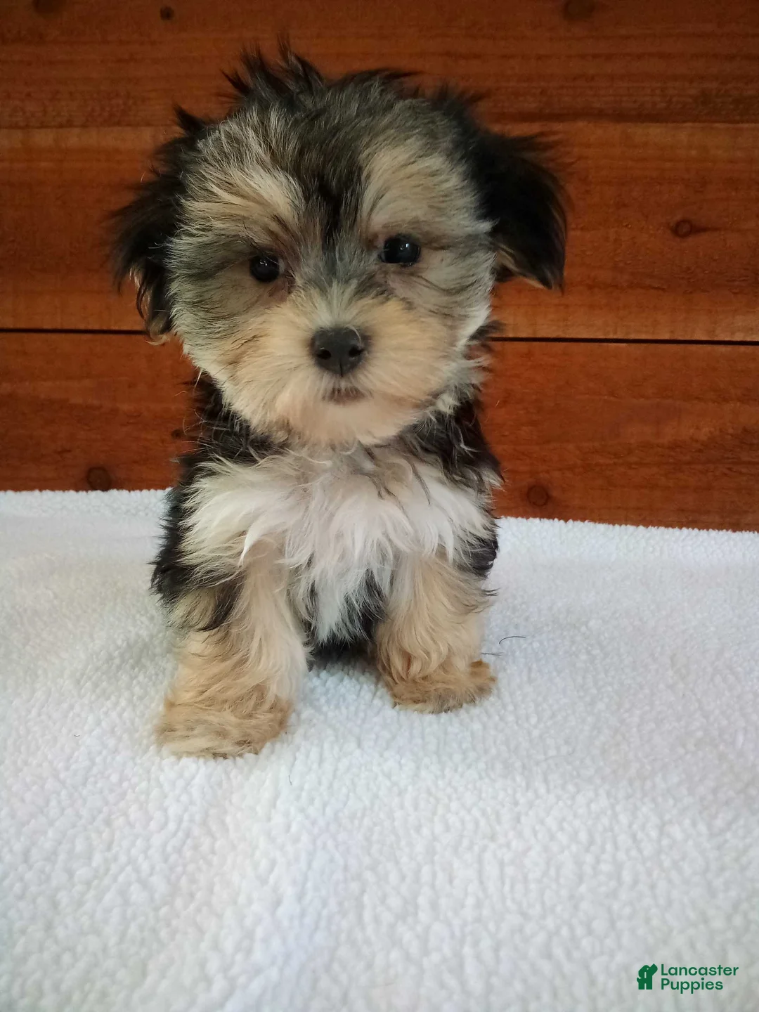 Morkie dogs for sale: Penny - Ad 3