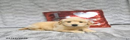 Golden Retriever dogs for sale: Leo - Ad 4