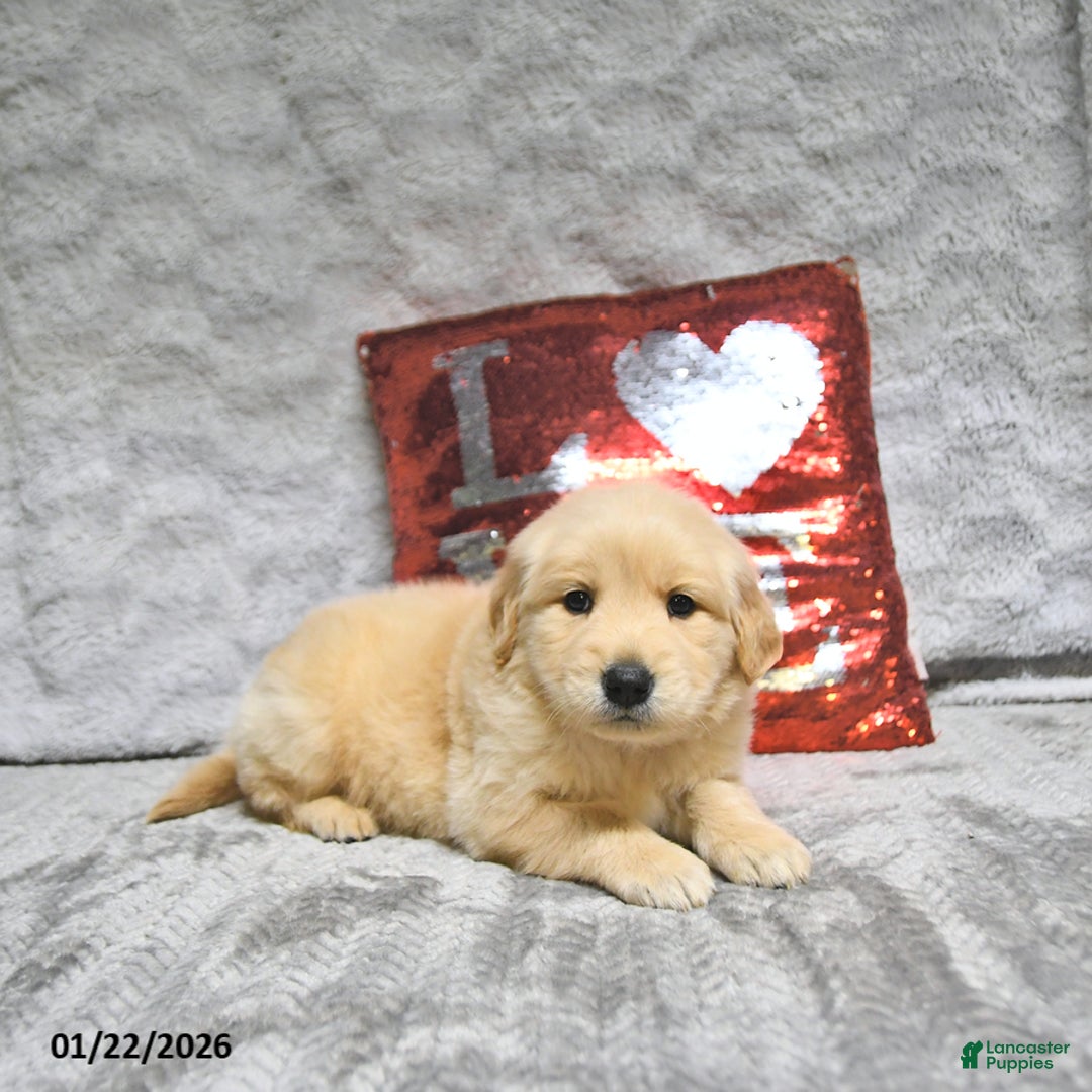 Golden Retriever dogs for sale: Leo - Ad 4