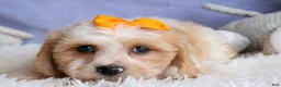 Cavachon dogs for sale: ROMEO - Ad 9