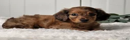 Miniature Dachshund dogs for sale: Buster - Ad 5