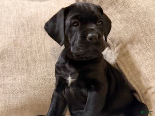 Cane Corso dogs Rowdy - Ad 38