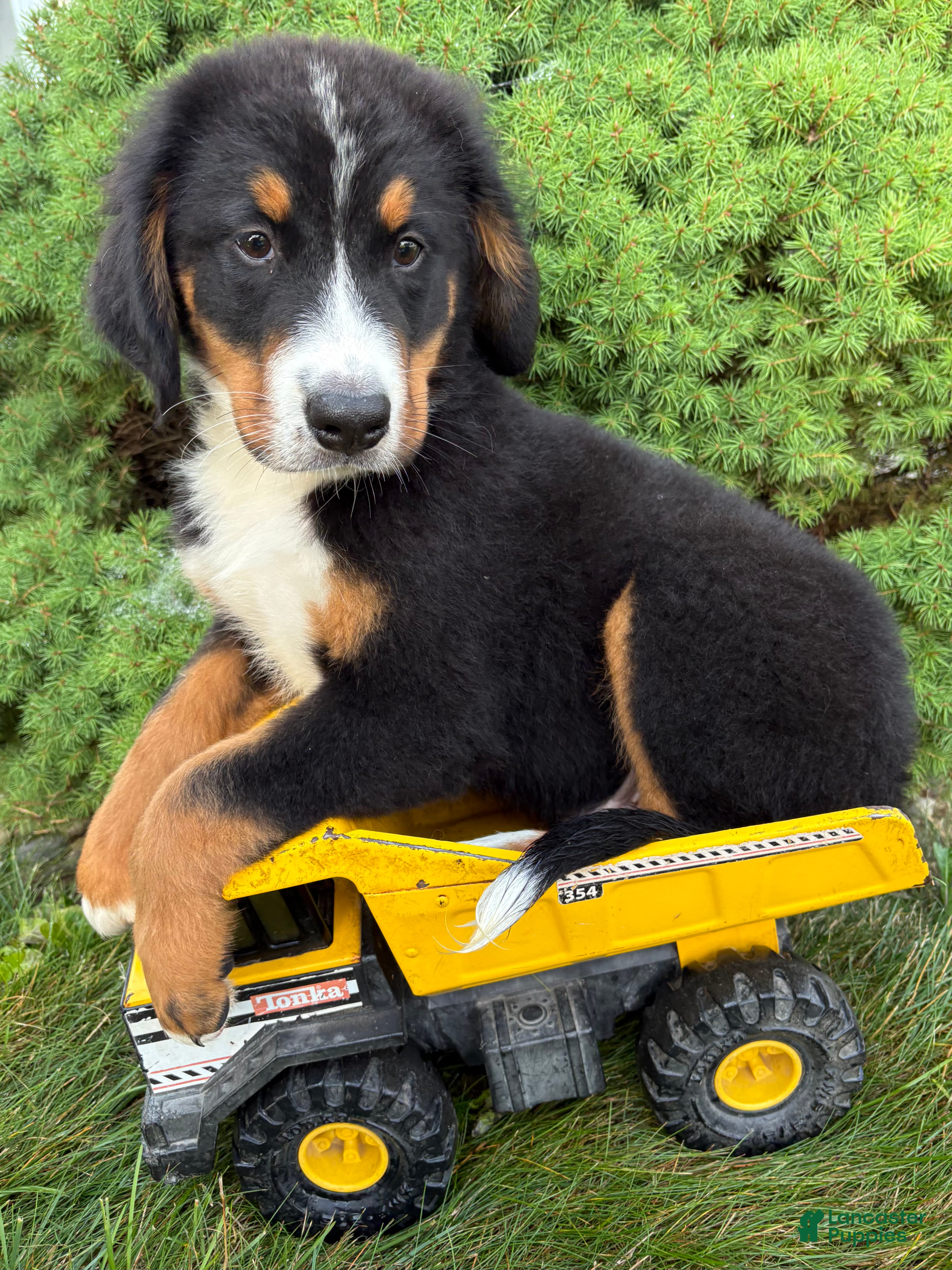 Bernese Mountain Dog dogs Bentley - Ad 1