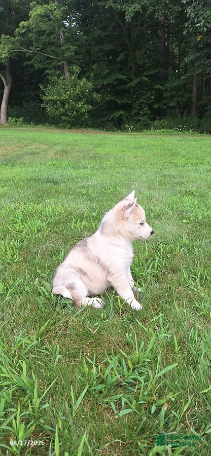 Mixed Breed dogs Cali - Ad 2